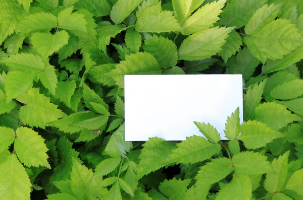 Foglie verdi con carta vuota — Foto Stock