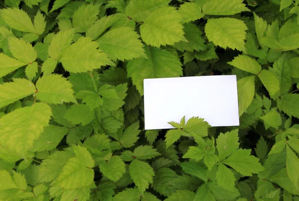 Folhas verdes com cartão vazio — Fotografia de Stock
