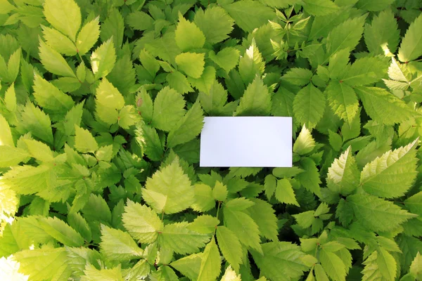 Gröna blad med tomma kort — Stockfoto