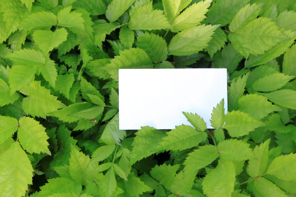 빈 카드와 함께 녹색 잎 — 스톡 사진