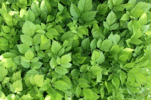 Schöne grüne Blätter machen Muster Hintergrund — Stockfoto