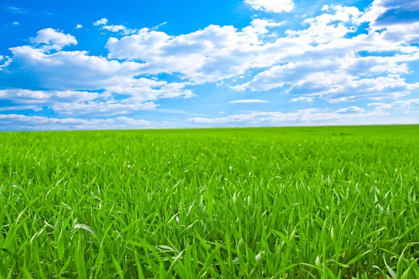 Beautiful field with a green grass and the beautiful sky on horizon with fl — Stock Photo, Image