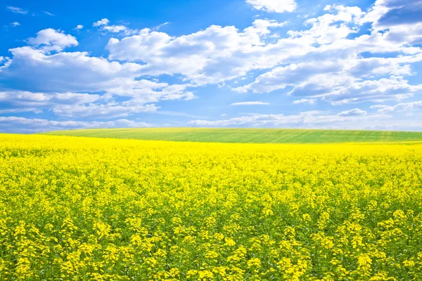 stock image Yellow field rapeseed