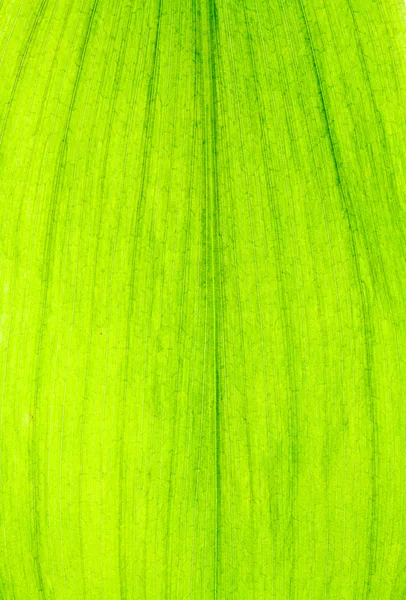 Зеленый лист текстуры — стоковое фото