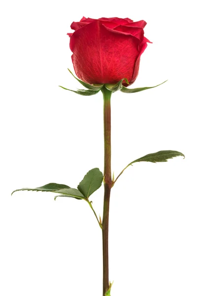 猩红色的一朵玫瑰 — 图库照片