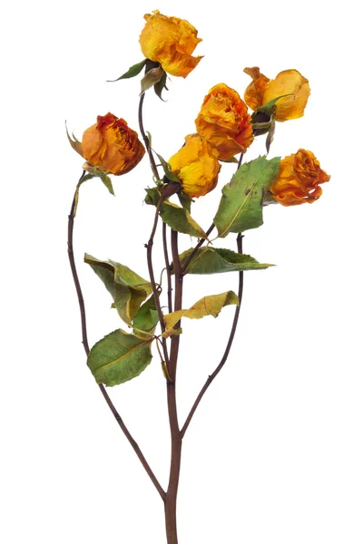 Rosas amarillas secas — Foto de Stock