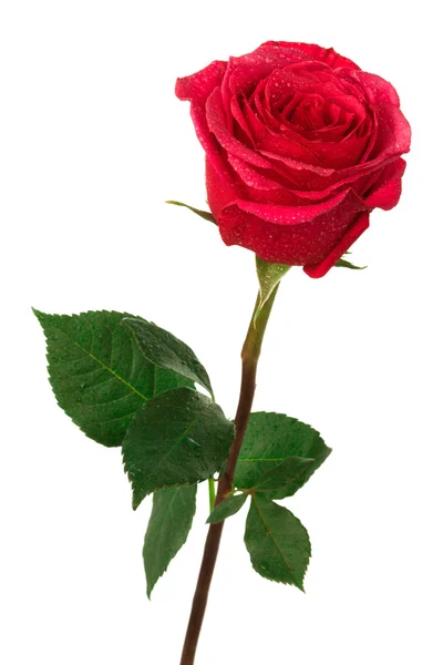 Rosa escarlata — Foto de Stock