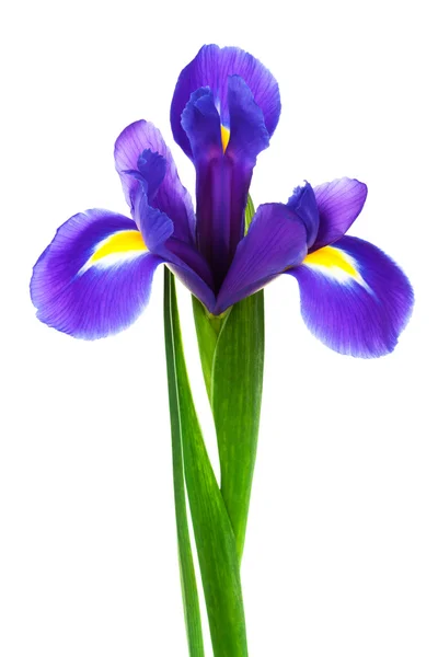 Färskhet lila iris — Stockfoto