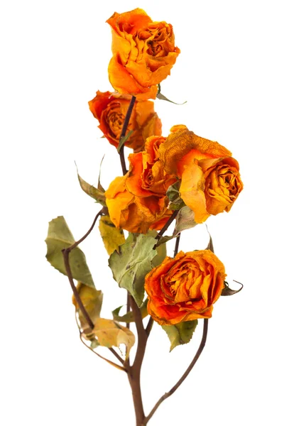 Suche róż pomarańczowy — Zdjęcie stockowe