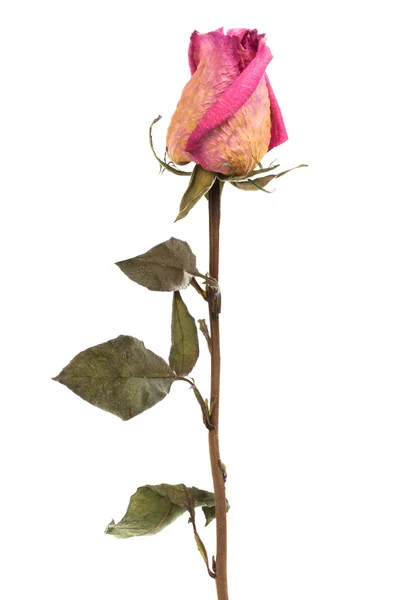 Rosa rosa seca — Fotografia de Stock