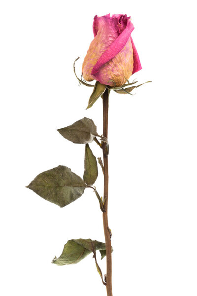 Pink dry rose on a white background