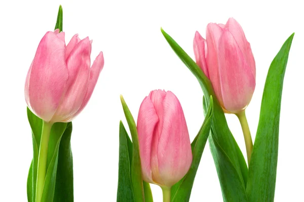 Три розовых тюльпана — стоковое фото
