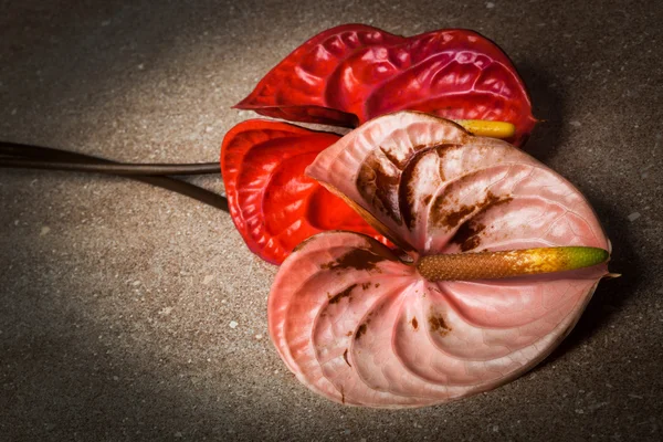 iki anthurium