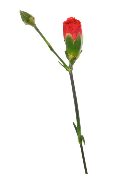 stock image Bud red carnation