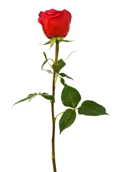 Single scarlet rose — Stock Photo, Image