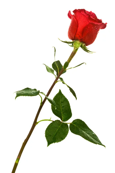 Szkarłatna róża — Zdjęcie stockowe