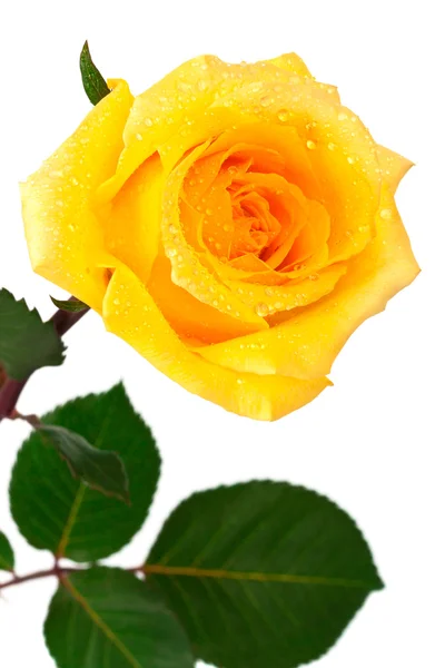 Rosa amarilla única — Foto de Stock