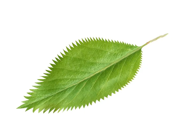 Folha fresca verde isolada sobre fundo branco — Fotografia de Stock