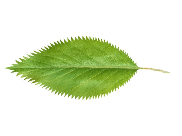Зеленый свежий лист на белом фоне — стоковое фото