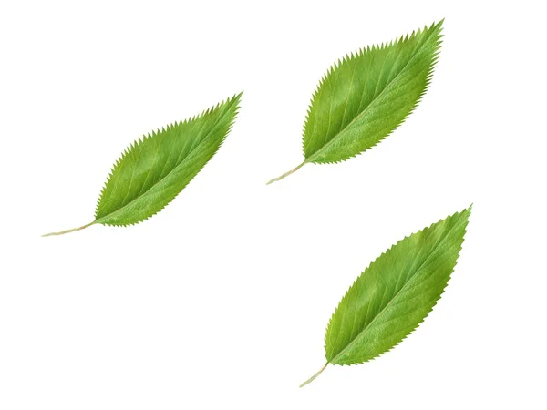 Groene verse bladeren geïsoleerd op witte achtergrond — Stockfoto