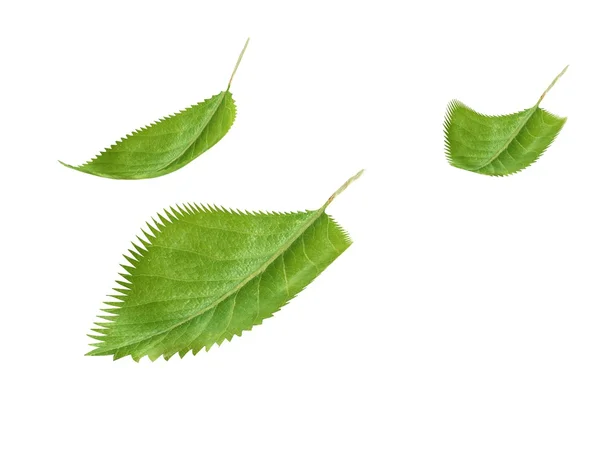 Зеленые свежие листья выделены на белом фоне — стоковое фото