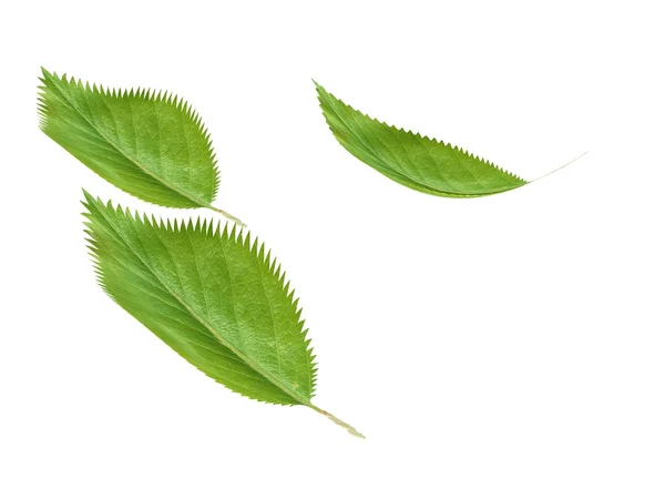 Groene verse bladeren geïsoleerd op witte achtergrond — Stockfoto
