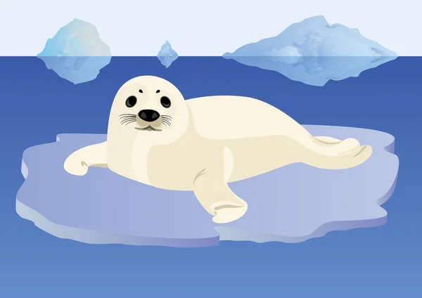 Una foca joven en un témpano de hielo — Foto de Stock