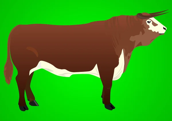 Bull na zeleném pozadí — Stock fotografie