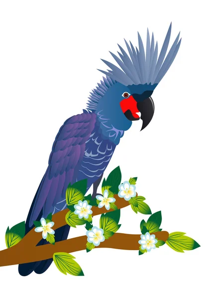 Kakadu — Stockfoto
