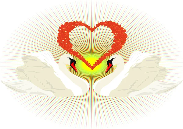 Coração e dois cisnes brancos — Fotografia de Stock