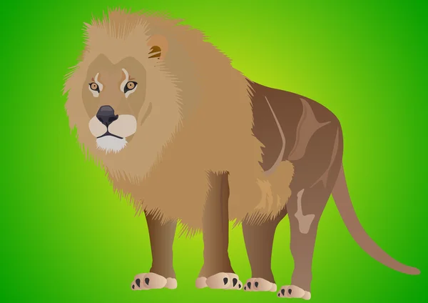 Rey de las bestias - león — Foto de Stock
