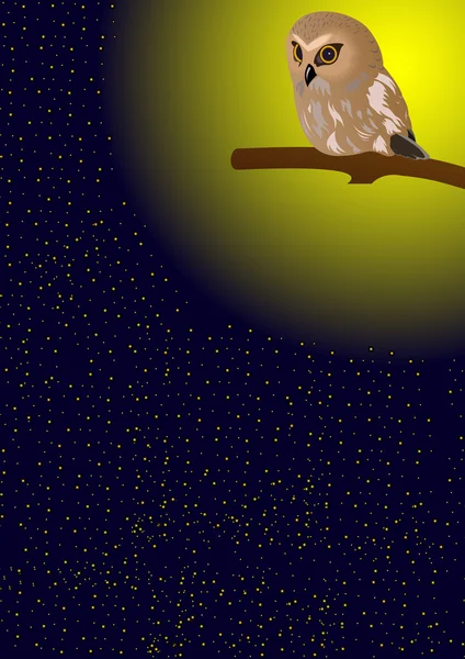 Owl in de nachtelijke hemel — Stockfoto