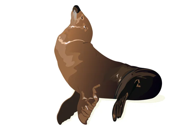Illustration av seal — Stockfoto