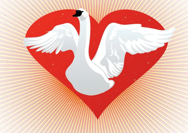 Cisne branco no fundo do coração — Fotografia de Stock