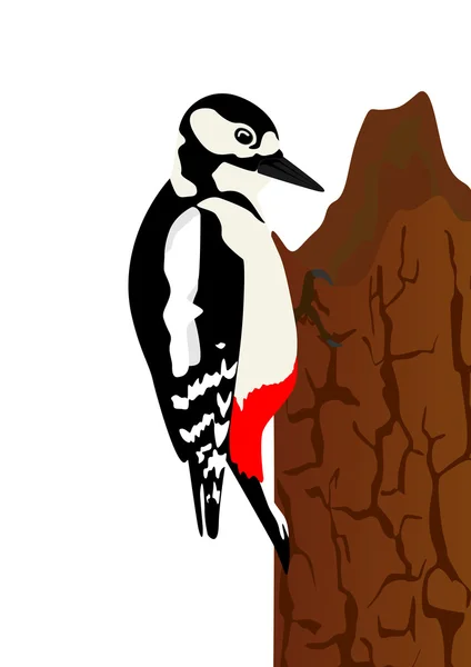 啄木鸟 — 图库照片