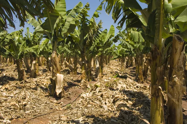 stock image Banana plantation