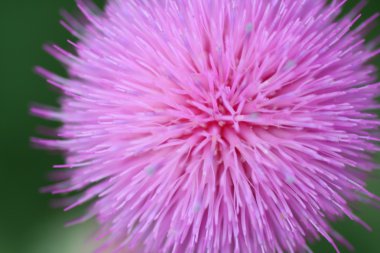 Thistle Flower Up Close clipart