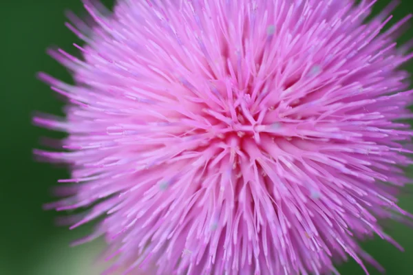 Thistle Flower Up Close — Stock Photo, Image