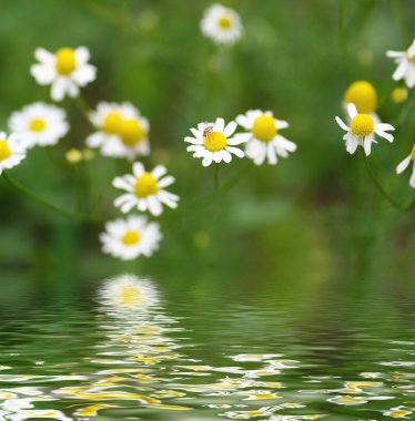 camomiles fild