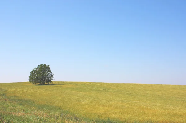 Árbol solitario en el campo. —  Fotos de Stock