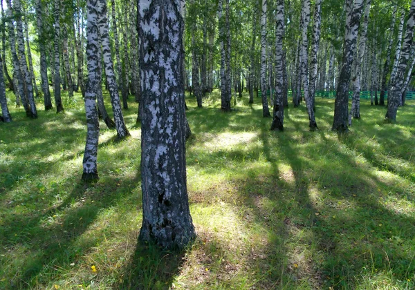 여름 백 화 나무숲 — 스톡 사진