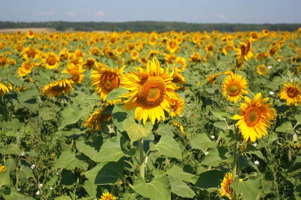 Schönes Sonnenblumenfeld — Stockfoto