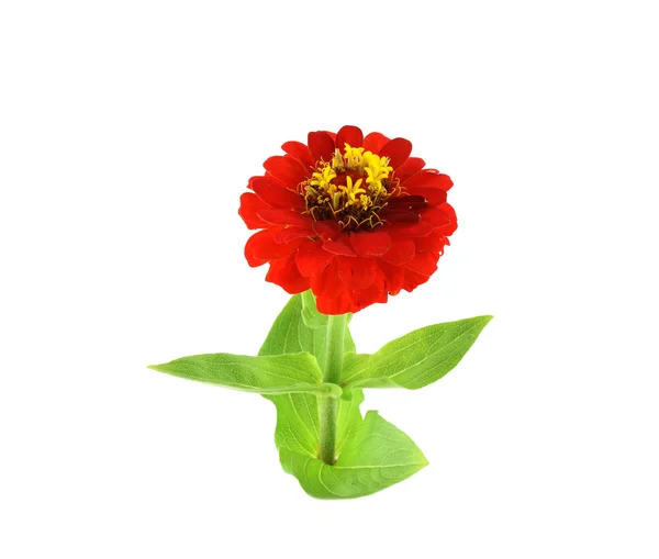 Červený květ (Helenium jesenní) — Stock fotografie