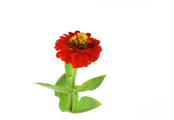 Red flower (Helenium autumnale) — Stock Photo, Image
