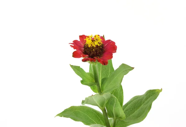 Piros virág (Helenium autumnale) — Stock Fotó