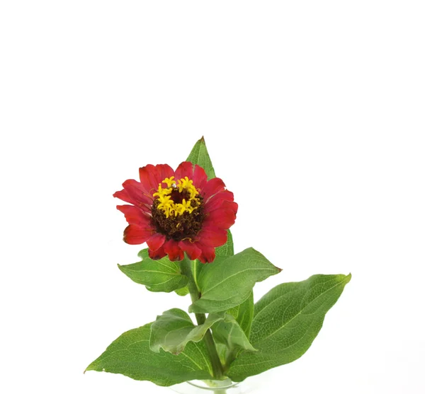 Червона квітка (Helenium осінній) — стокове фото