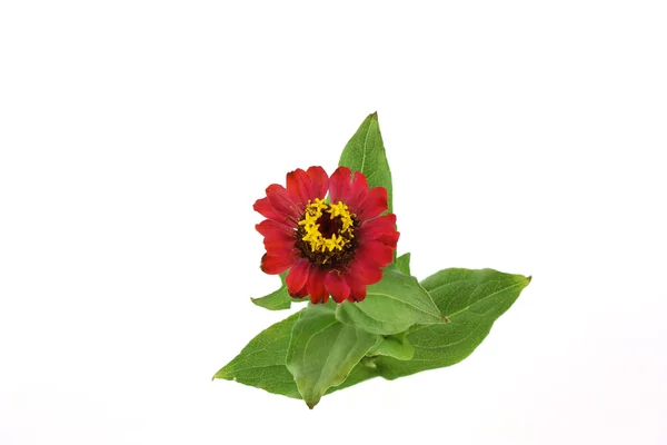 Flor vermelha (Helenium autumnale ) — Fotografia de Stock