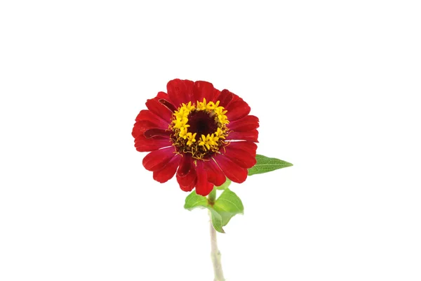 Κόκκινο λουλούδι (Helenium autumnale) — Φωτογραφία Αρχείου