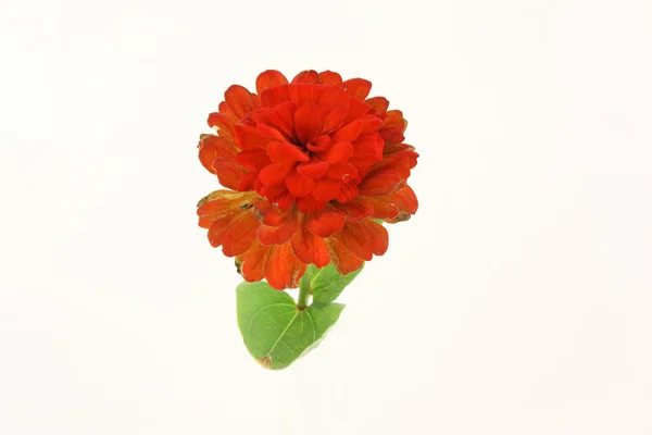 Red flower (Chrysanthemum) — Stock Photo, Image