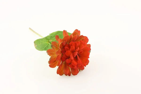 Красный цветок (Хризантема) ) — стоковое фото